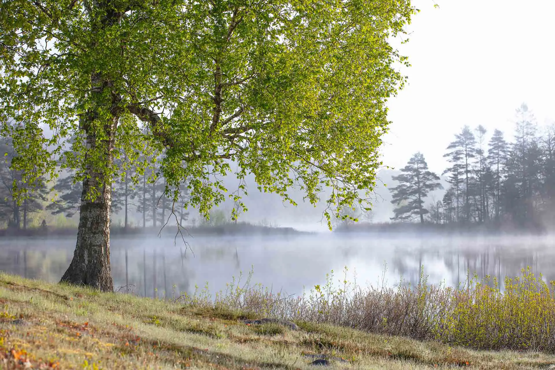 grünende Birke an einem ruhigen See